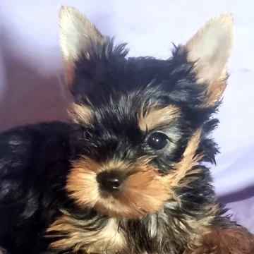 Pui Yorkshire Terrier cu blană neagră și aurie – Diamond Angeles Yorkshire Ace