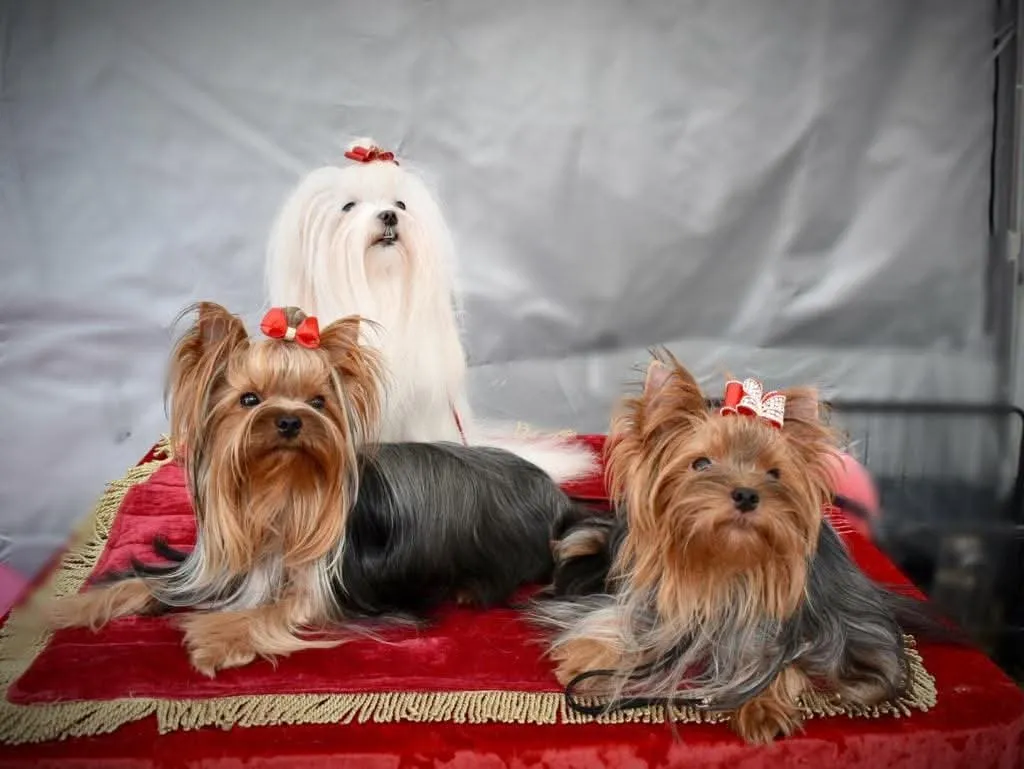 Doi pui Yorkshire Terrier și un Maltese alb cu fundițe roșii, pe o pernă de catifea