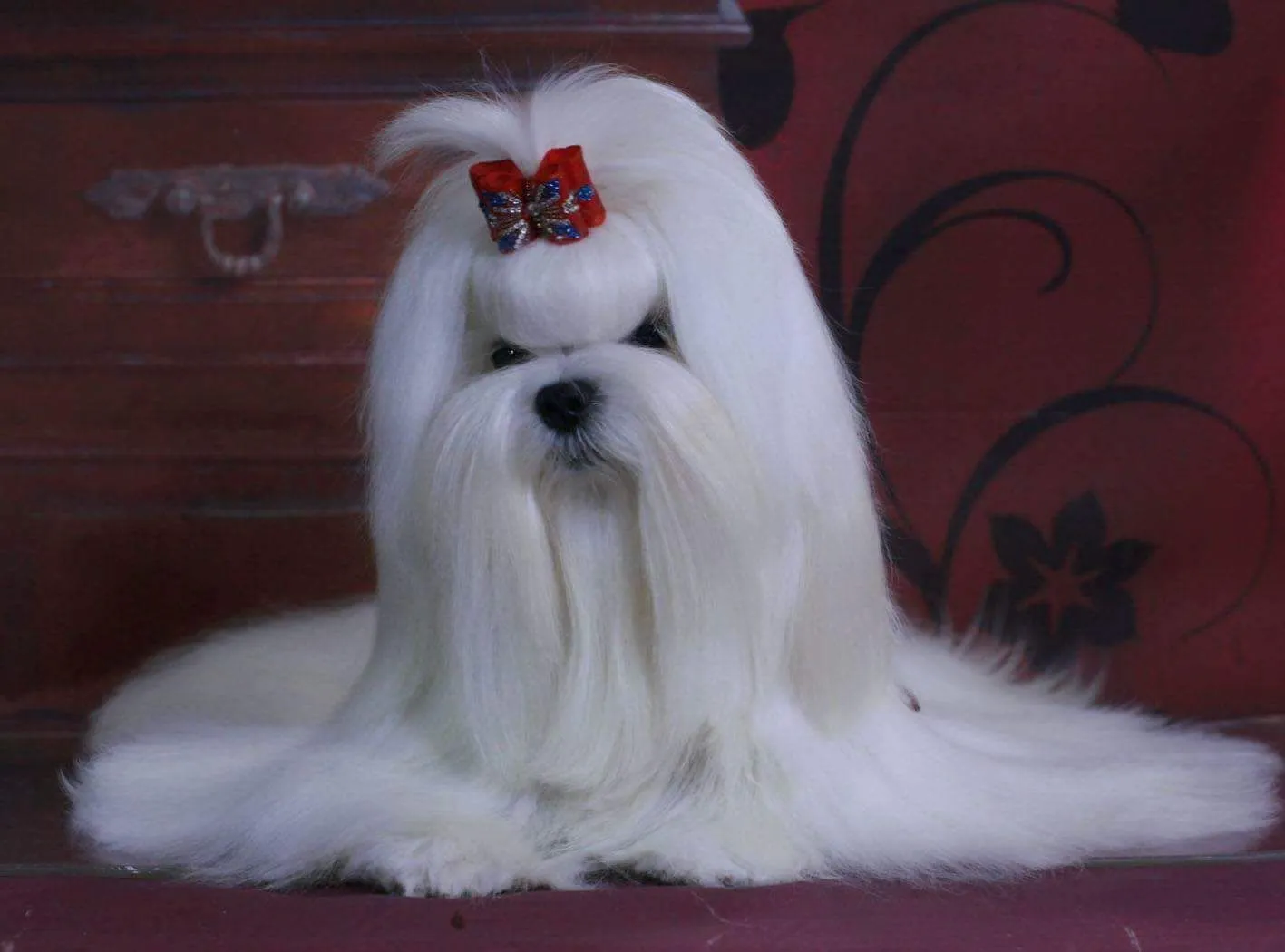 Maltese alb cu blană lungă și mătăsoasă și fundiță roșie decorată cu pietre