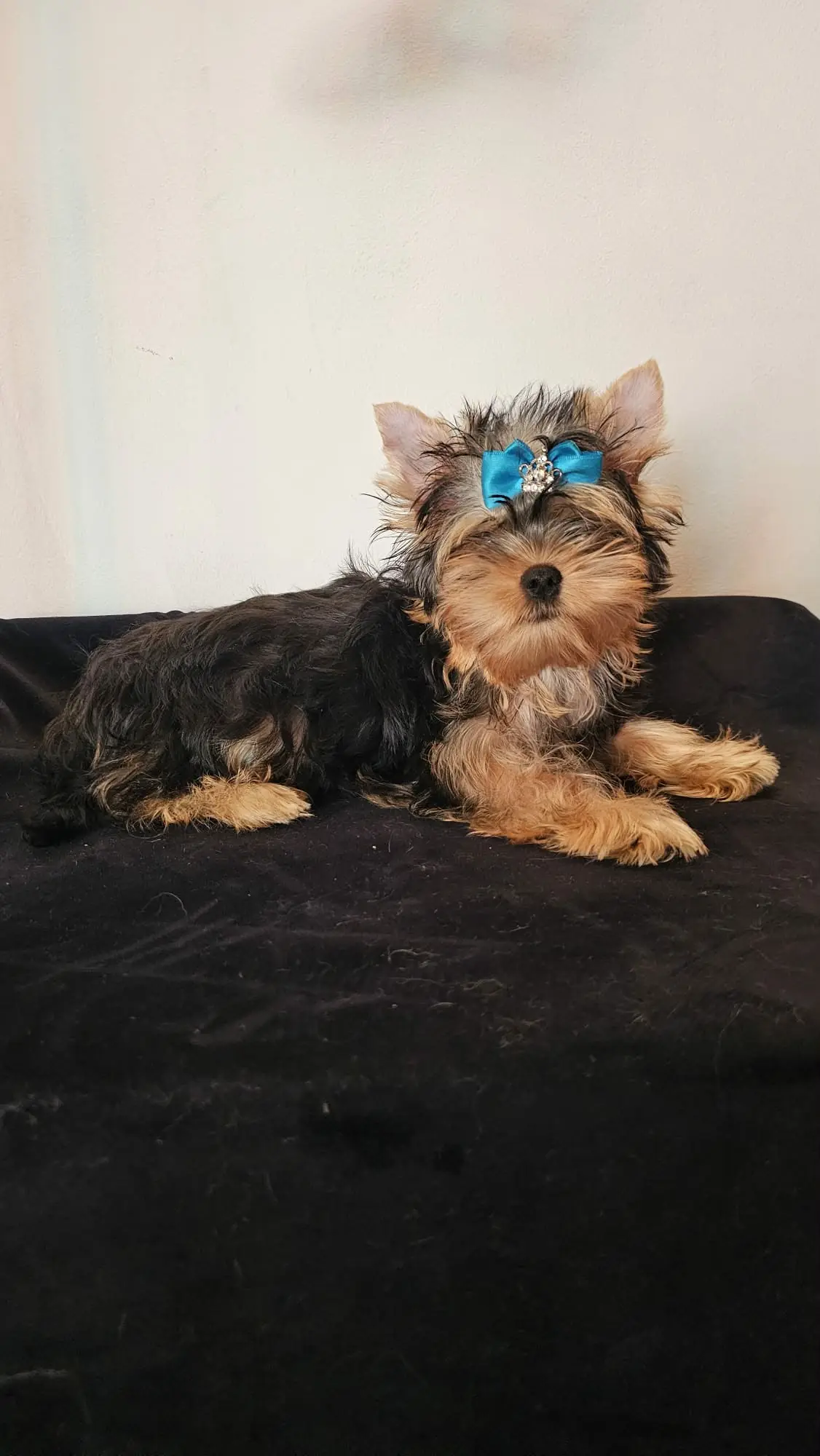 Pui Yorkshire Terrier cu fundiță albastră, culcat pe o pătură neagră