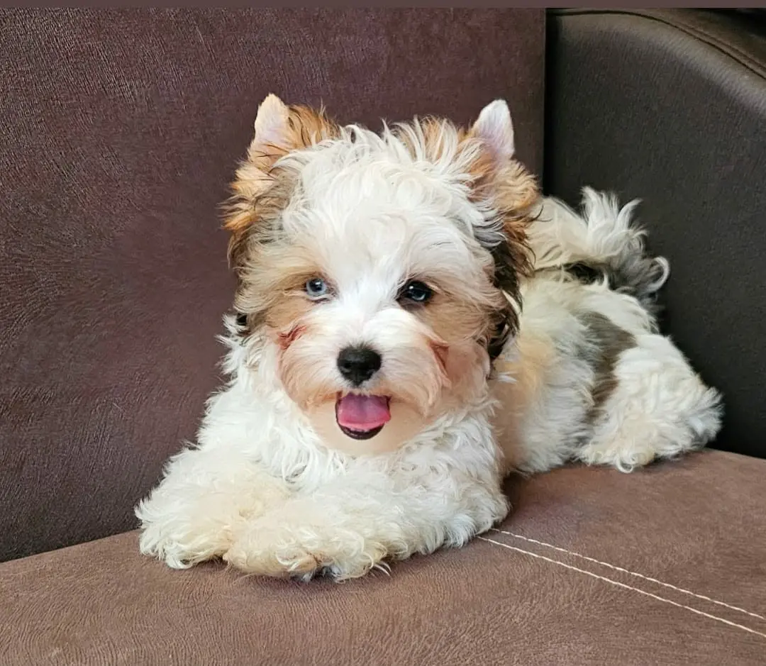 Pui Biewer Yorkshire, mascota Diamond Angeles Yorkshire Ace