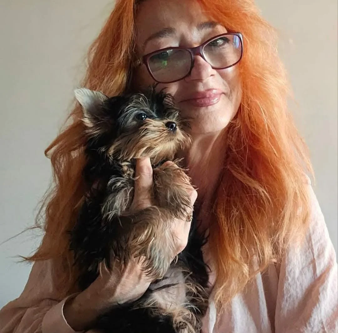 Pui Yorkshire Terrier ținut în brațe de crescător