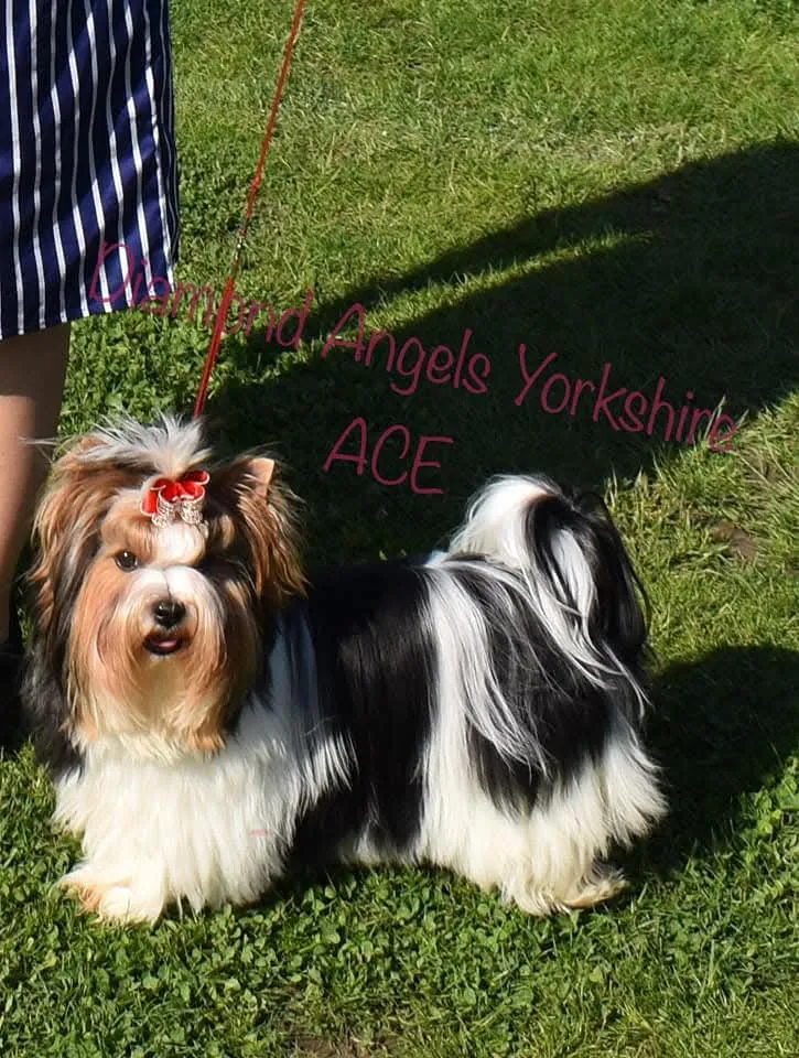 Câine Biewer Yorkshire tricolor la plimbare pe iarbă – Diamond Angeles Yorkshire Ace