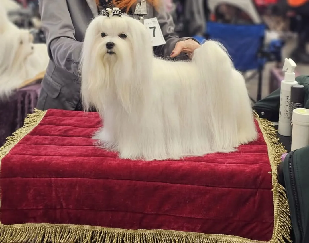 Maltese alb la o expoziție canină, pe o pernă roșie de catifea