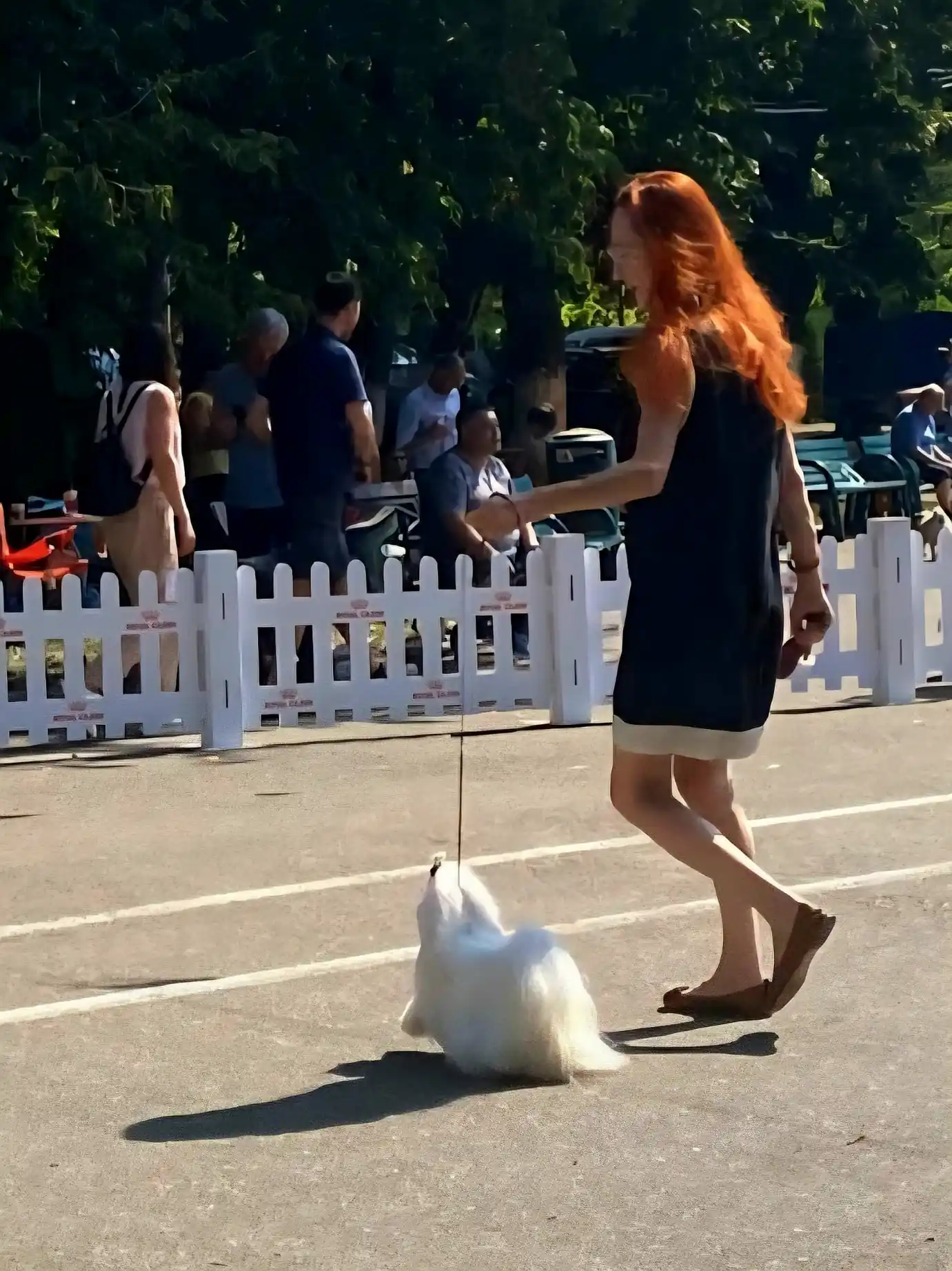 Pui Maltese alb la o expoziție canină, în plimbare cu crescătorul