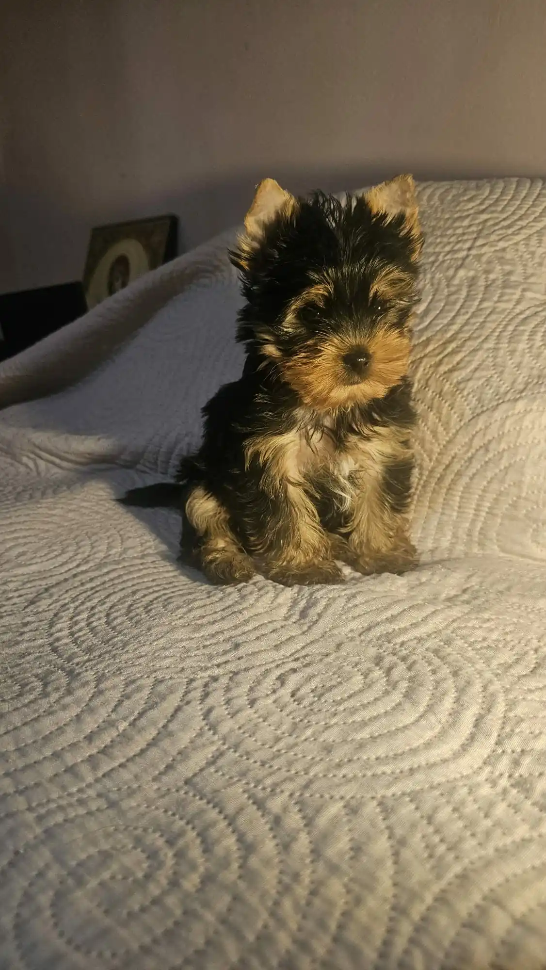Pui Yorkshire Terrier pe o pătură albă matlasată