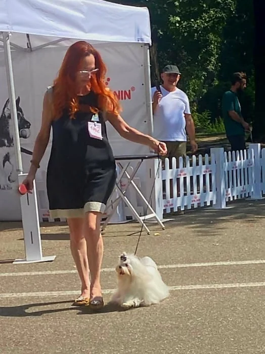 Maltese alb la o expoziție canină cu standuri Royal Canin