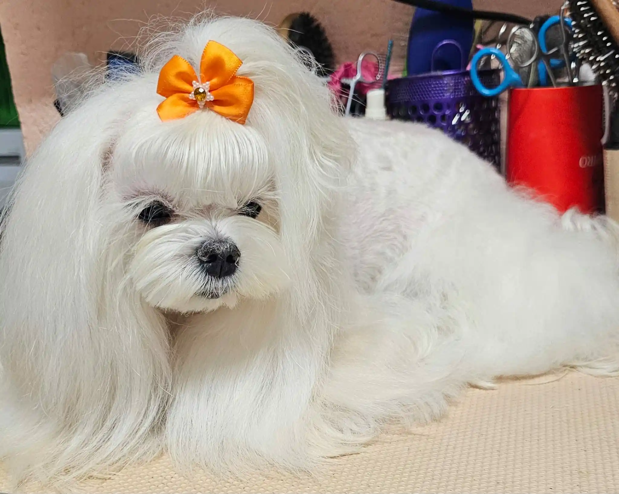 Maltese alb cu fundiță portocalie, într-un salon de îngrijire canină