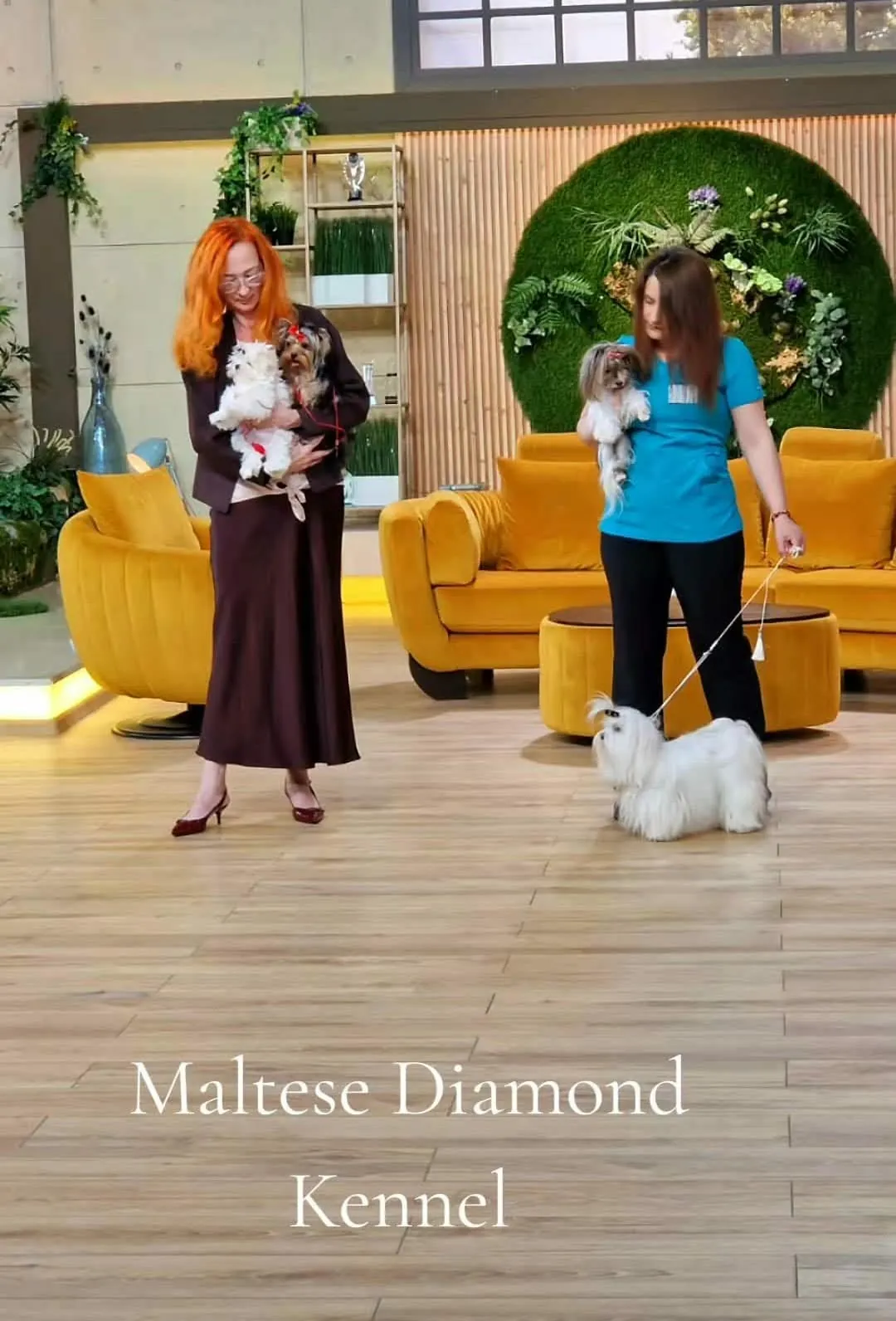 Prezentare cu câini Maltese și Biewer Yorkshire Diamond Angeles Yorkshire Ace
