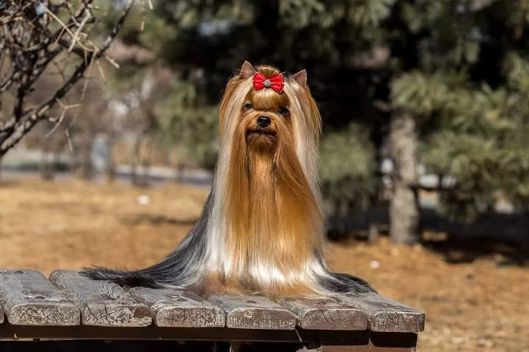 Yorkshire Terrier cu blană lungă și mătăsoasă, la o expoziție canină în aer liber