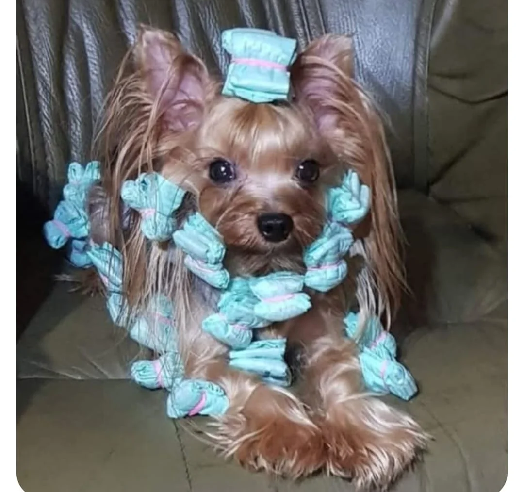Pui Yorkshire Terrier cu părul prins în bigudiuri pentru îngrijirea blănii