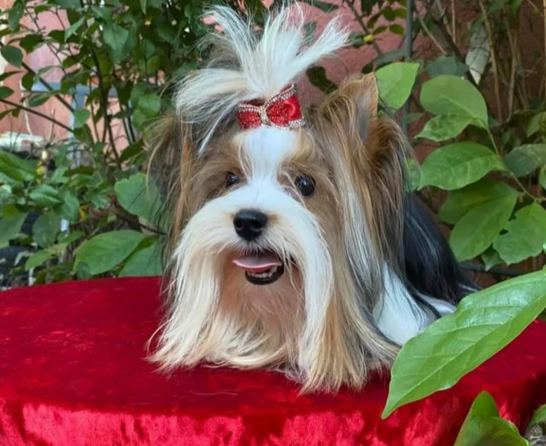 Pui Biewer Yorkshire tricolor cu fundiță roșie, în grădină