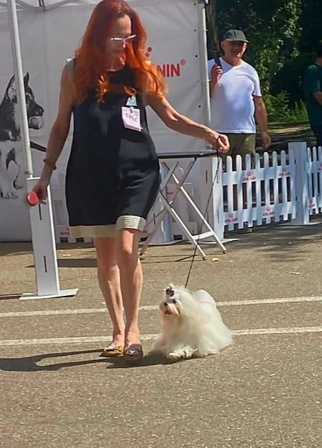 Maltese alb la o expoziție canină în aer liber