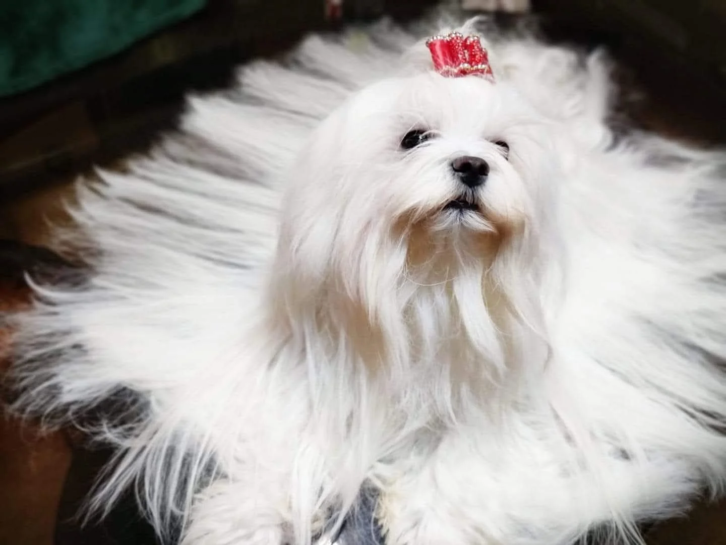 Câine Biewer Yorkshire tricolor, în picioare pe iarbă