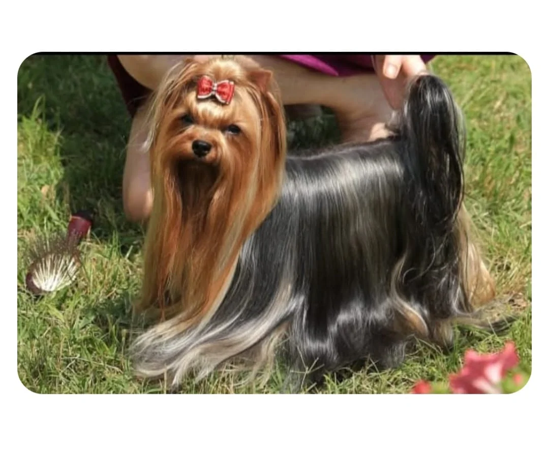 Fotografiere a unui Yorkshire Terrier de expoziție, cu fundiță roșie