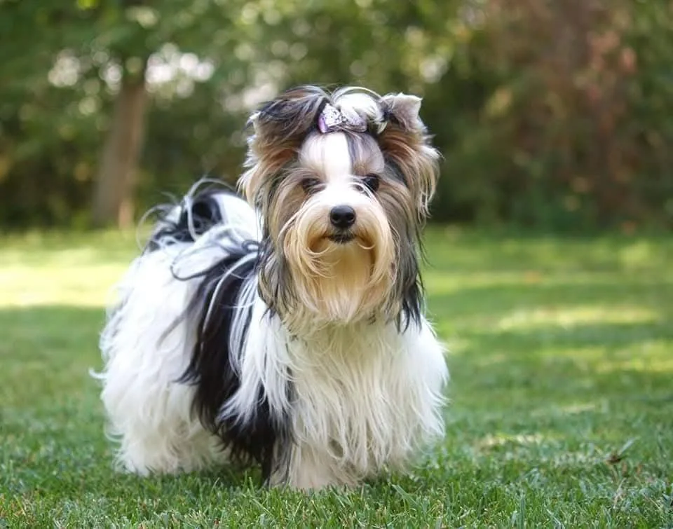 Câine Biewer Yorkshire tricolor, privind spre cameră pe iarbă