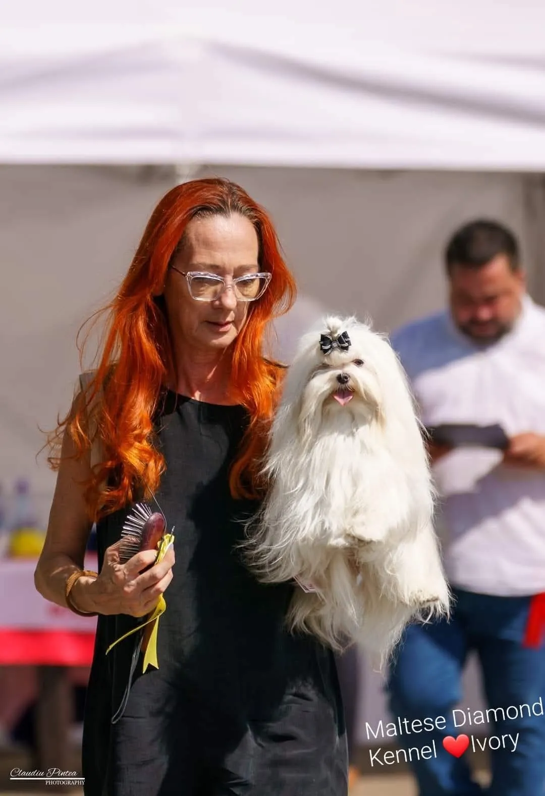 Maltese alb ținut în brațe la o expoziție canină