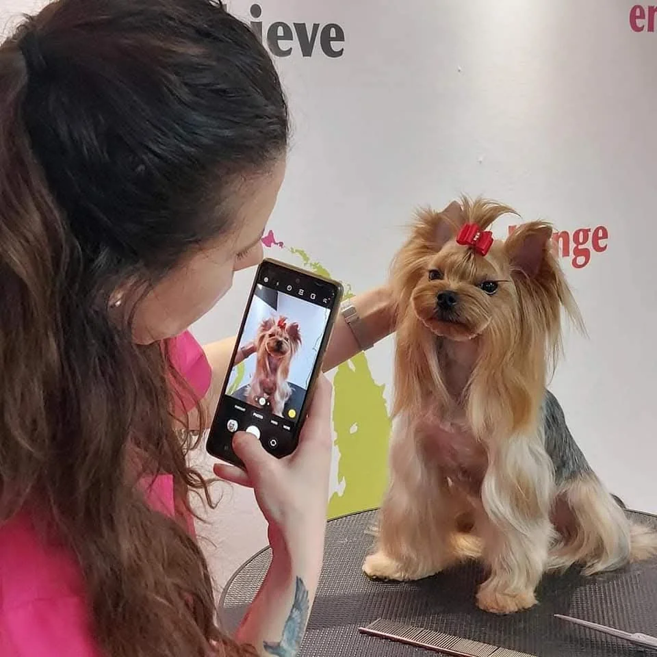 Yorkshire Terrier de expoziție, fotografiat cu telefonul de crescător