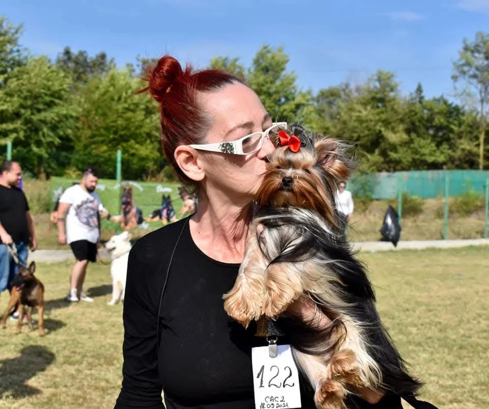 Yorkshire Terrier premiat, sărutat de crescător, cu ecuson de concurs