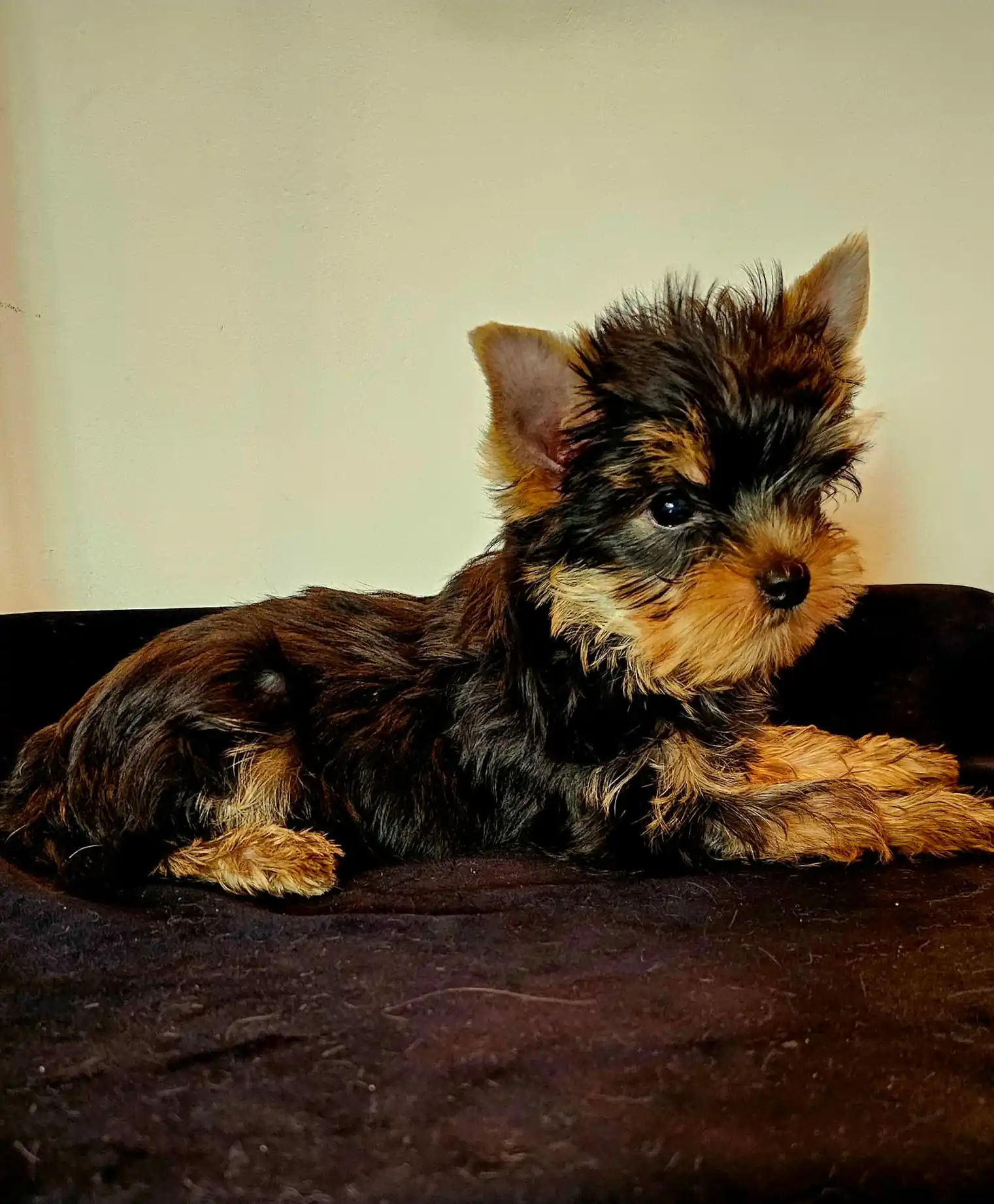 Pui Yorkshire Terrier culcat, cu urechile ridicate