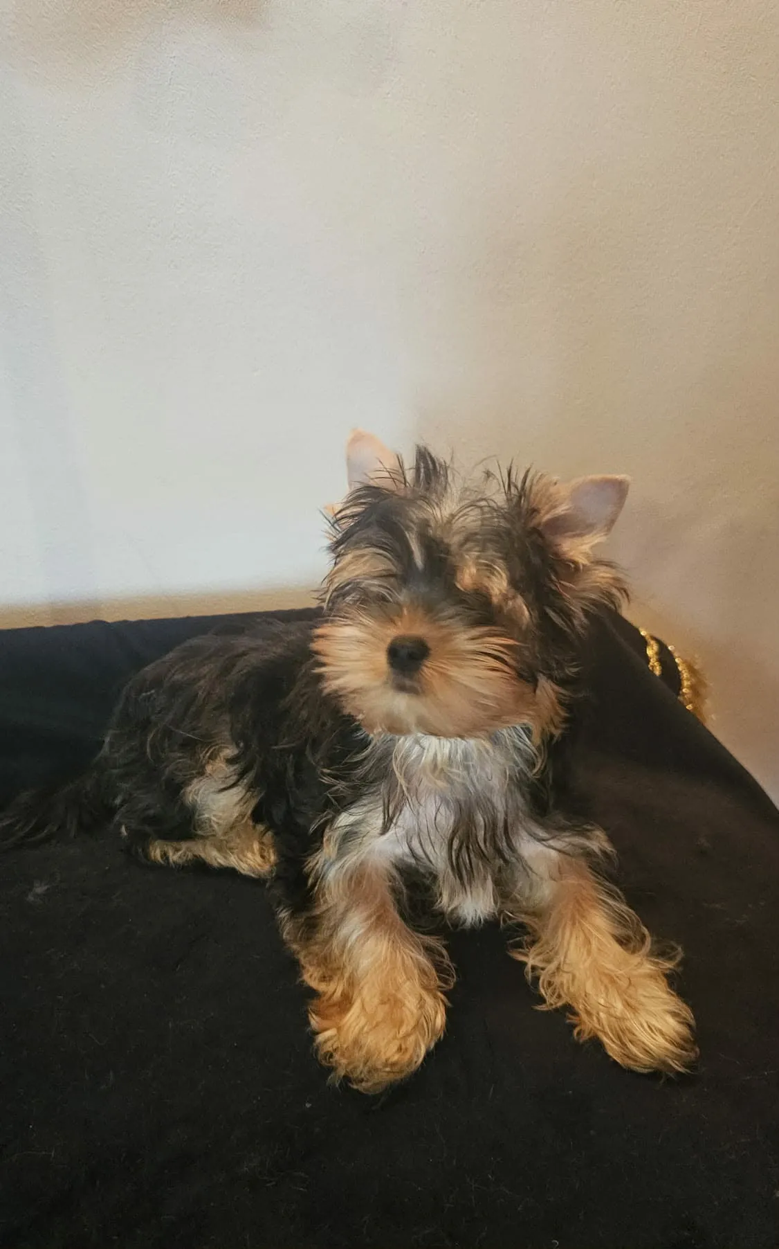 Pui Yorkshire Terrier culcat, privind spre cameră