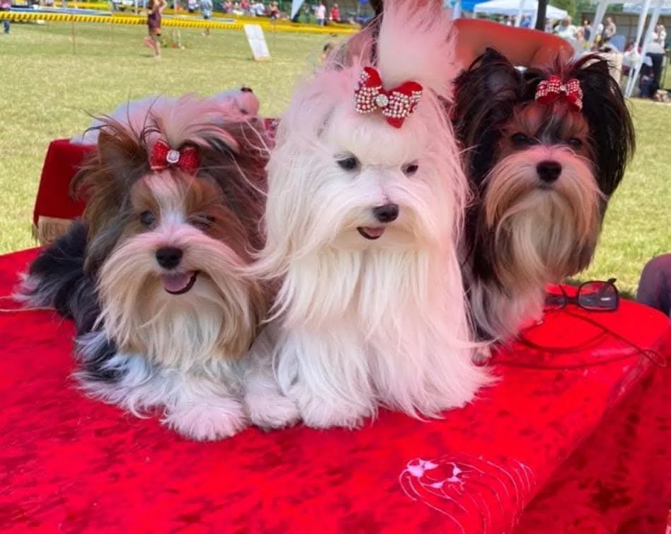 Doi câini Biewer Yorkshire și un Maltese, cu fundițe roșii, la o expoziție canină
