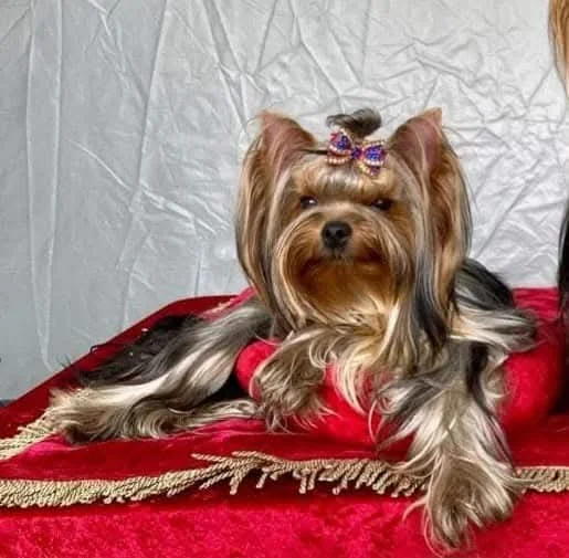 Yorkshire Terrier culcat pe o pernă roșie, cu fundiță decorată cu pietre