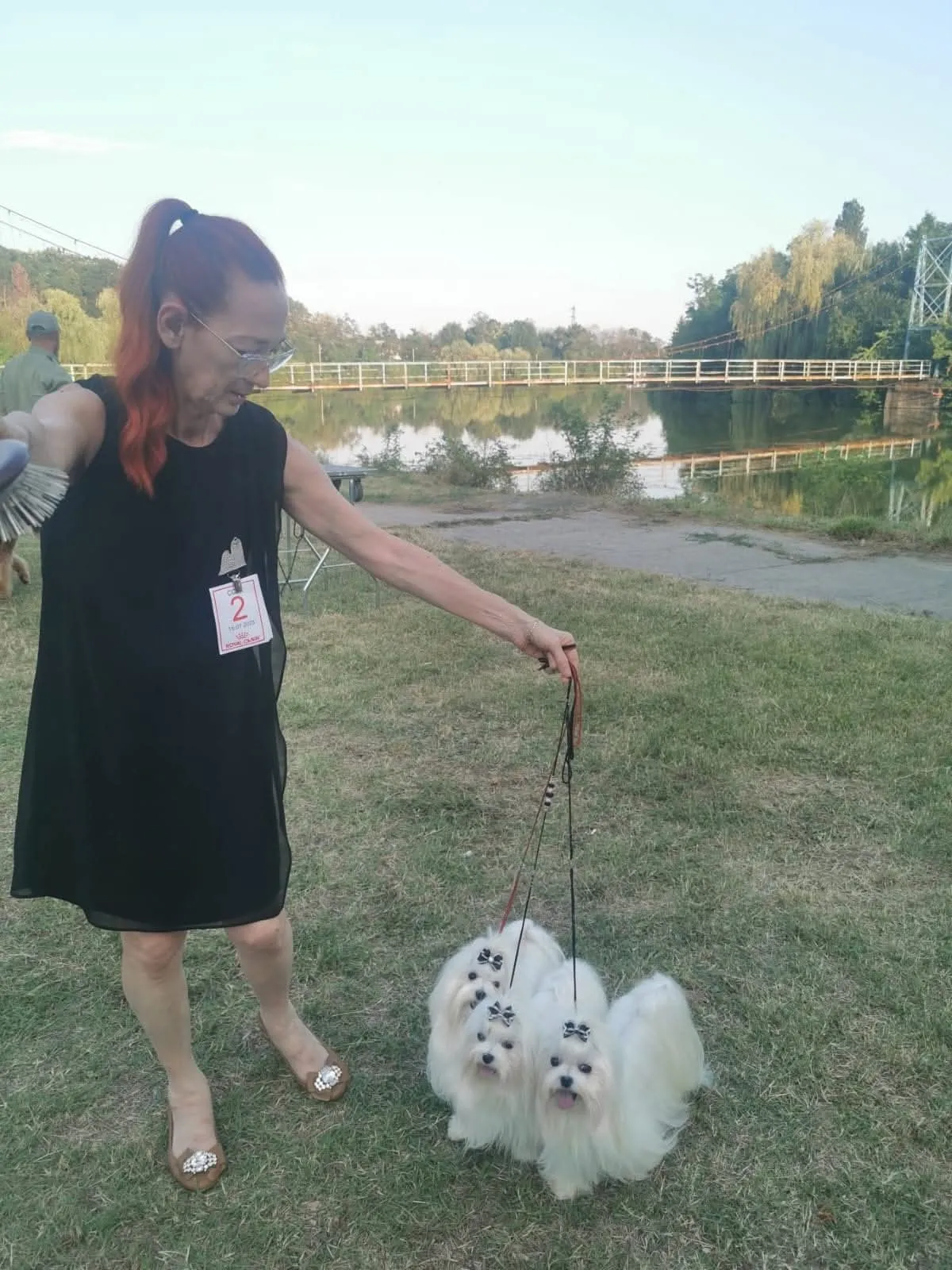 Doi câini Maltese albi la o expoziție canină, lângă un lac