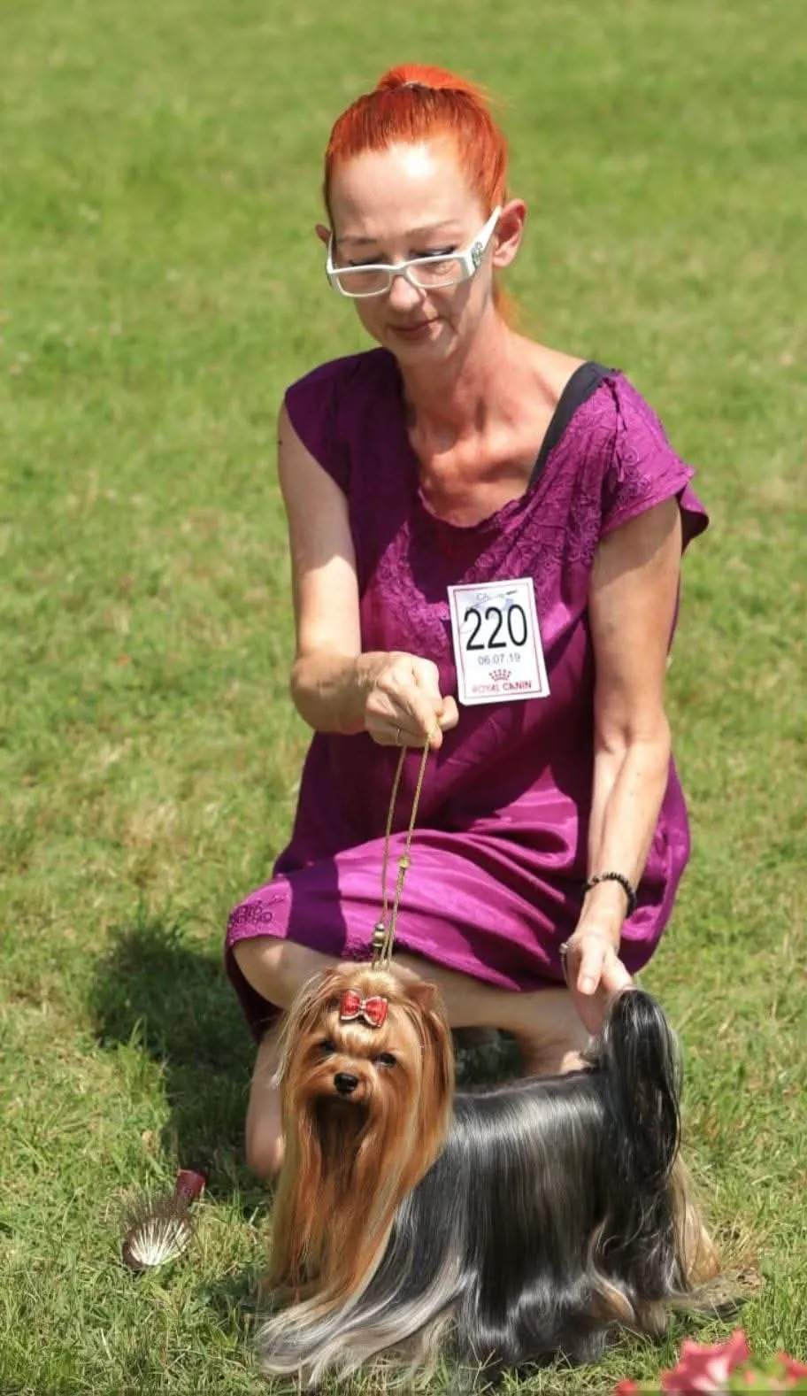 Yorkshire Terrier premiat la o expoziție canină, cu fundiță roșie