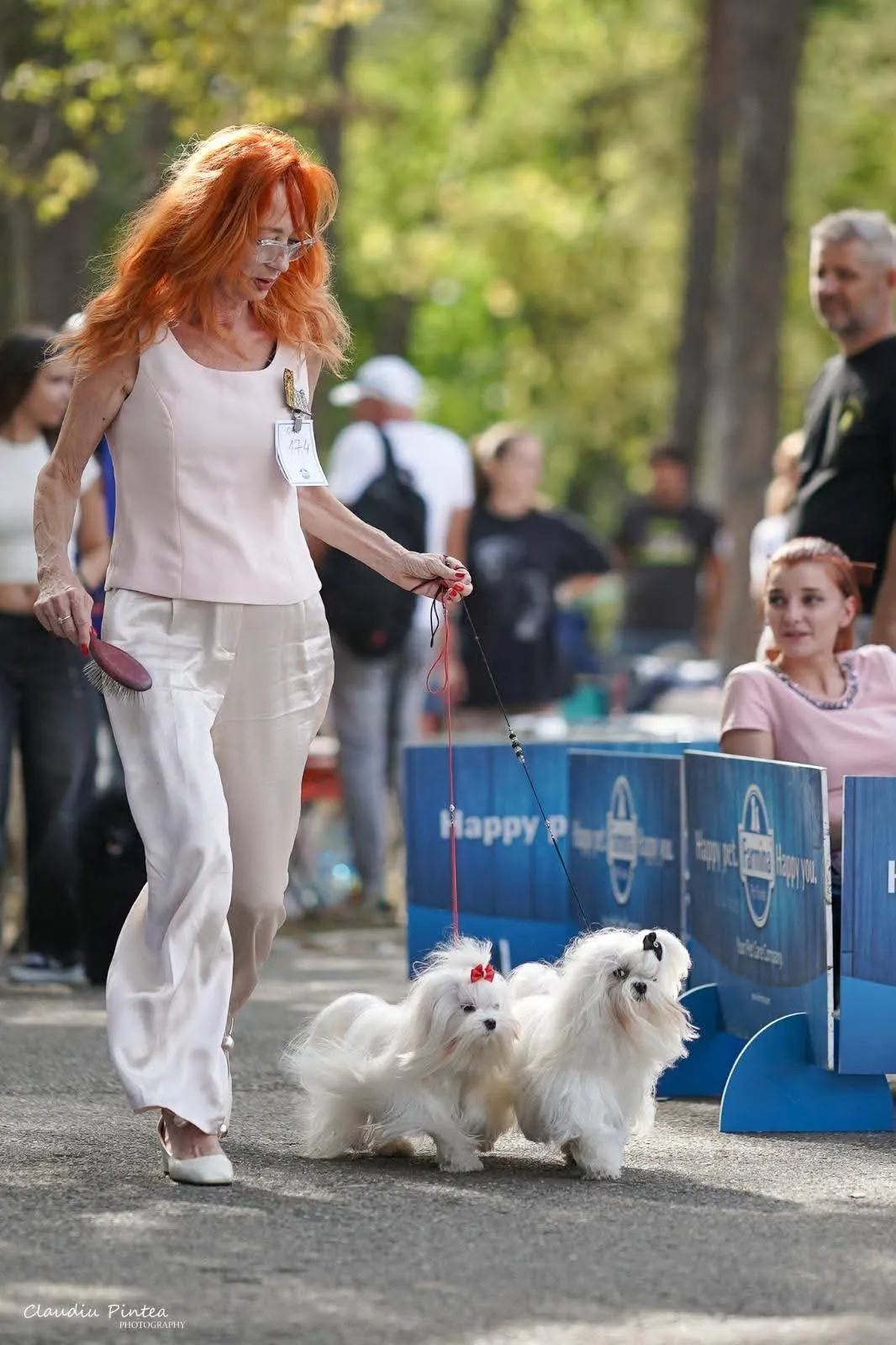 Doi pui Maltese albi la o expoziție canină