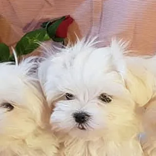 Chip de pui Maltese alb