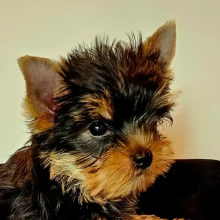 Cap de pui Yorkshire Terrier